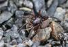 Gnaphosa sp.